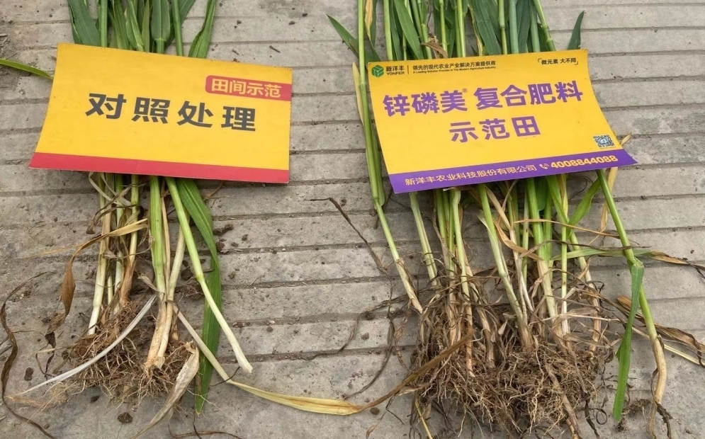 茎秆和根系对比：示范田根系更多， 且茎秆更粗壮.jpg