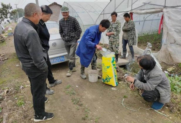 图片1图1 生姜施用洋丰硫生态级肥料，吸引周边种植户围观.jpg