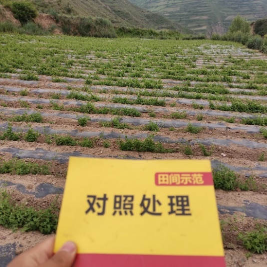 6月24日 苗期跟踪对照田1.jpg