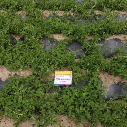 6月24日 苗期跟踪示范田2.jpg