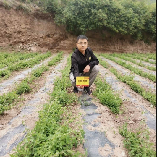 6月24日 苗期跟踪对照田3.jpg