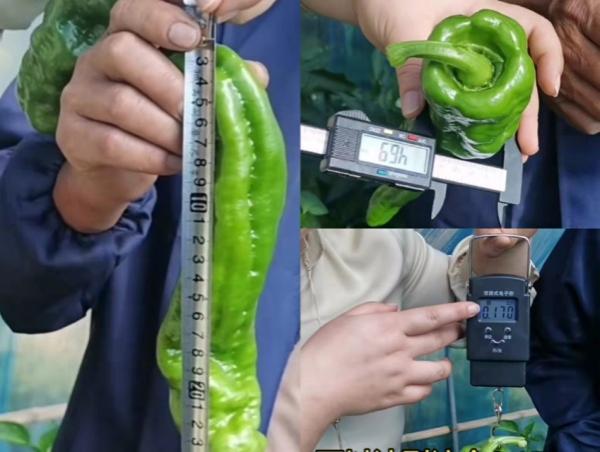 谢大哥1经过测量辣椒果长、径粗、重量足。.jpg