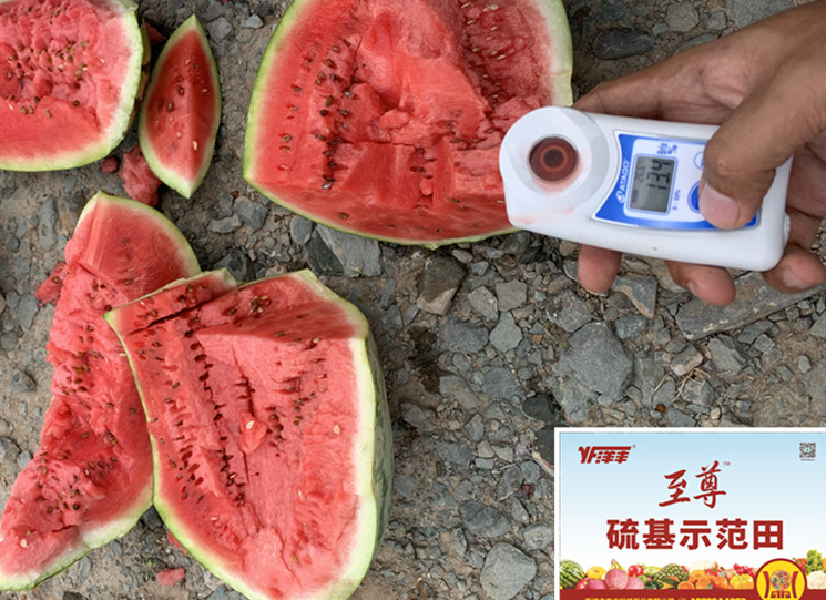 示范天西瓜在测糖分_副本.jpg