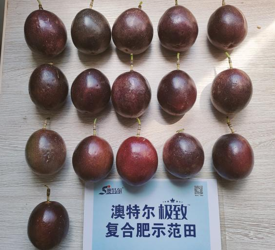 示范田果型.jpg