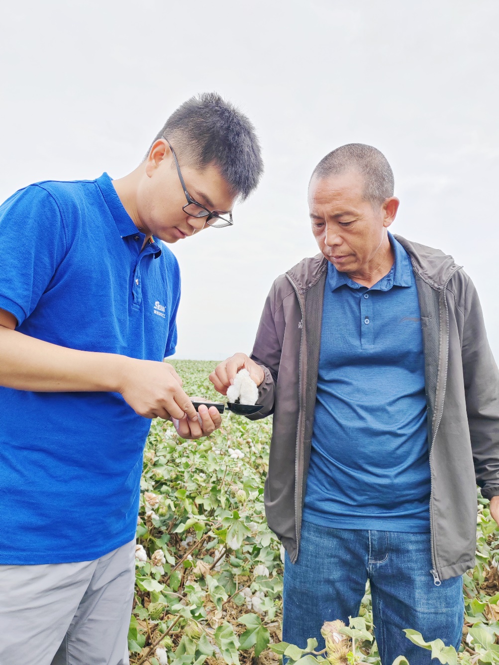 mg冰球突破农艺师李春侨（左），在种植户陈克明（右）的棉田进行单铃测重，预估产量.jpg