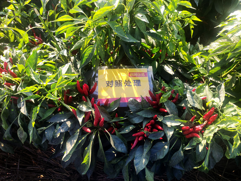 9月12日对照朝天椒嫩头多，椒果不均匀_副本.jpg